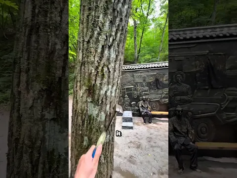 I Was Looking for the Magical Tree… But a Secret Was Hidden Inside! 🌳😱