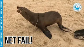 Our Seal Rescue Net FAILED Mid-Capture!