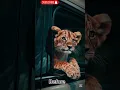 Download Lagu Animal transformation videos #animals Yk toons #cute