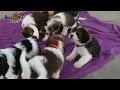 Precious Poogle Puppies