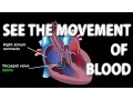 Download Lagu The Pathway of Blood Flow Through the Heart, Animation.