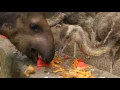 Svedski sto u Beo Zoo Vrt-u