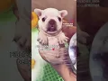 Lagu I AM #pibble WASH MY BELLAY #pets #meme #cute #wash #my #belly