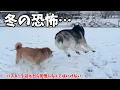 【ハスキーを迎えるなら覚悟して】寝る事が出来ない雪の日がやってきました…