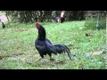 Black Rampuri Asil