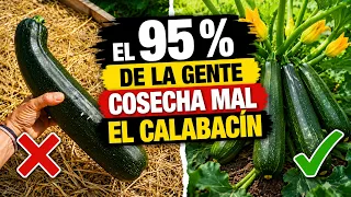 El 95 % de la Gente Cosecha Mal el Calabacín Sin Saberlo || La Huertina De Toni