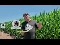 BushelUp Tassel Time Priorities 07-14-2026