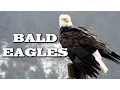 Download Lagu All About Bald Eagles for Kids: Animal Videos for Children - FreeSchool