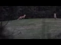 Red Fox Barking