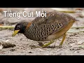 Download Lagu Tiềng Chim Cút Mồi Kêu Chuẩn Gọi Bổi Về Không Tạp Âm
