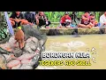 Lagu TEGEKERS ADU SKILL ‼️ MANCING BORONGAN NILA DAN IKAN MAS