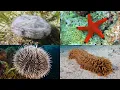 Download Lagu Echinoderms 101: Sea Stars, Sea Urchins, Sea Cucumbers and More