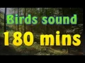 Download Lagu Sound of nature - birds song (no music) 180 mins