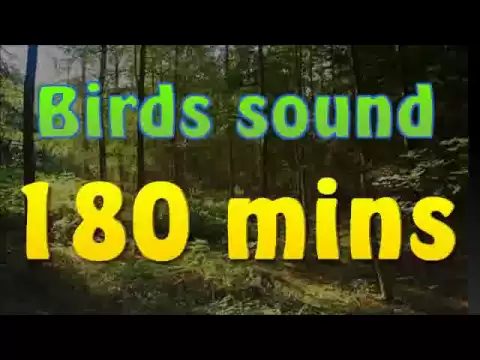 Download MP3 Sound of nature - birds song (no music) 180 mins