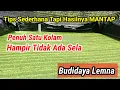 Download Lagu Perkembangan Lemna dikolam setelah satu minggu