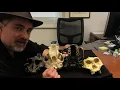 Human Evolution Genus Paranthropus