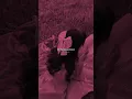 Çilek Kokusu Speed Up — CursedSanity