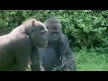 Download Lagu This Gorilla Troop live(d) together in harmony