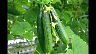 خەیار لە خەوندا 