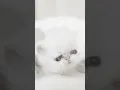 Download Lagu Cutest Fluffy Kitten Ever Caught on Camera!😻