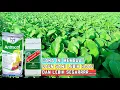 Download Lagu CARA MELEBATKAN DAUN SAWI LEBIH HIJAU, HALUS DAN SEGAR