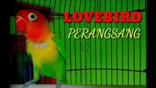 Download Suara Perangsang Burung Lovebird MP3