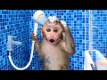 Download Lagu 🔴LIVE - Monkey Baby Bon Bon Bathing In The Bathroom With Eating Fruit With Ducklings Swimming Pool