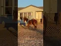 CASTLE Chesnut Missouri Fox Trotting Mare