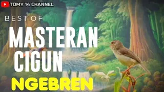 masteran ciblek gunung ngebren full tembakan