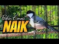 Lagu GELATIK BATU GACOR ‼️ BIKIN EMOSI NAIK #334