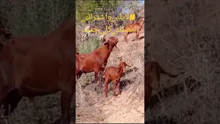 التزاوج الماعز في الطبيعه البريه المغرب Moroccan حياتي في البدوية المغربية 