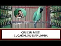 Lagu Ciri Pasti Cucak Hijau Siap Lomba
