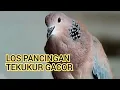 Lis Dol Pancingan Tekukur Gacor