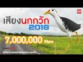 Download Lagu เสียงนกกวัก 2018 ใหม่ล่าสุด !! Waterhen sound Burung ruak-ruak wak wak เสียงชัด100% Original