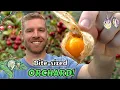 Download Lagu 4 Delicious Fruits You Can Grow In A Container Or Small Space