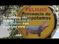 Video di A Drug Lord and the World’s Largest Invasive Animal