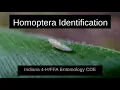Indiana 4 - Entomology CDE Senior Homoptera Identification
