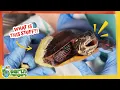 Why Are They Covering That Turtle in Goop?! | Earth Rangers