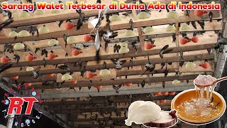 Download Modern Indonesian Swallow Farm | Edible Bird's Nest Farming Process MP3