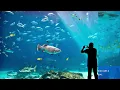 Georgia Aquarium Atlanta Detailed Review Ticket Discounts