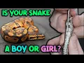 How to Sex your Snake Visually Popping and Probing
