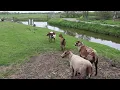 Download Lagu Farm animals on a farm, somewhere in The Netherlands Part 1