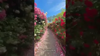 الا بذكر الله تطمئن القلوب آيات قرآنية قصيرة تريح النفس 