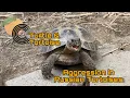 Aggression in Russian Tortoises