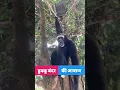 Lagu Hooku Monkey | Hooku Bandar #Bandar #shorts #viral #animals  #ytshorts