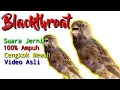 Download Lagu suara blackthroat gacor... durasi enak