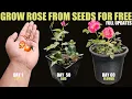 Download Lagu How To Grow Rose From Seed | SEED TO FLOWER