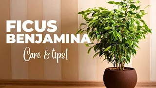 The Ultimate FICUS BENJAMINA Care Guide Weeping Fig Plant Care
