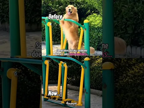 The Swing Is Still There… But He’s Gone 💔 #algorithm #dog #viral