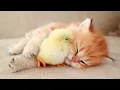Download Lagu Kitten slaapt heerlijk met de Kip 🐥
